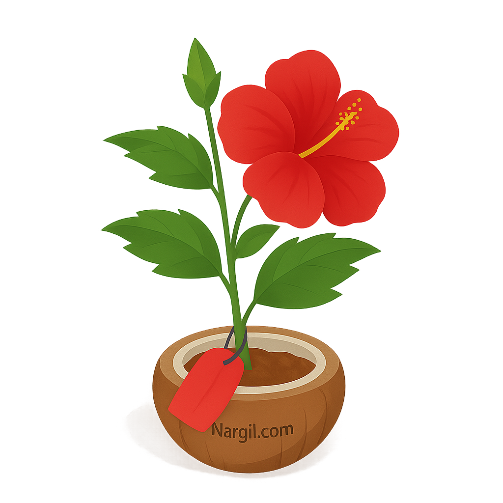  Nargil - Chinese hibiscus